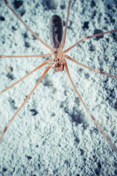 Primer Plano Araña Tropical Naturaleza Salvaje — Foto de Stock