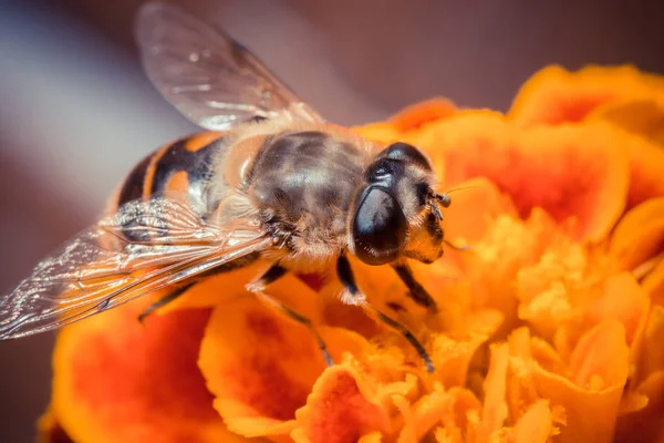 Närbild Sitter Färgglada Höst Blomma — Stockfoto