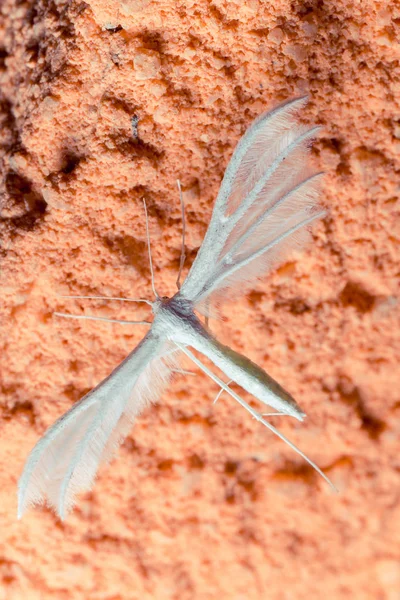 Close Van Een Insect Wilde Natuur — Stockfoto