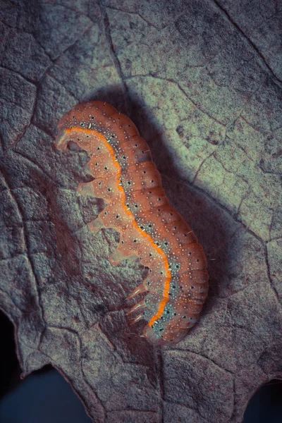 Primo Piano Del Bruco Nella Natura Selvaggia — Foto Stock