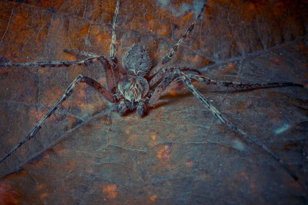 Närbild Skott Tropiska Spindel Wild Nature — Stockfoto