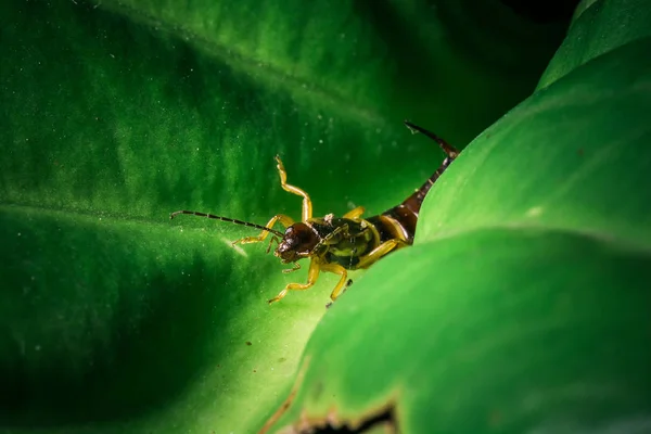 Közelkép Bug Vad Természet — Stock Fotó