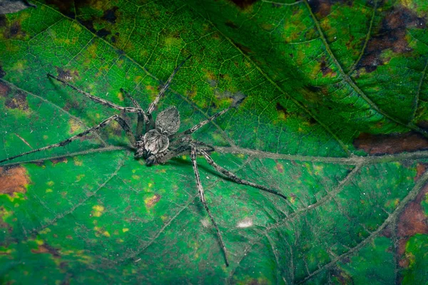 Closeup Tiro Aranha Tropical Natureza Selvagem — Fotografia de Stock