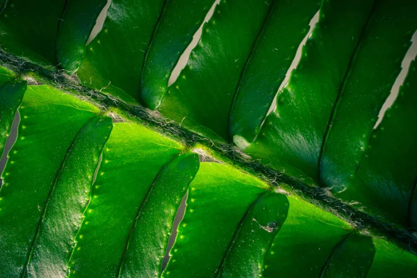 Closeup of tropical leaf pattern, floral background