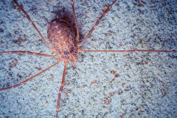 Closeup Tiro Aranha Tropical Natureza Selvagem — Fotografia de Stock