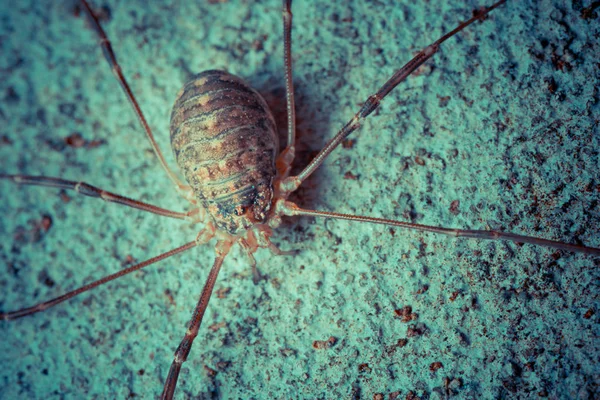 Closeup Tiro Aranha Tropical Natureza Selvagem — Fotografia de Stock