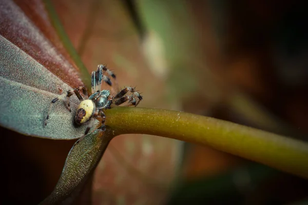 Closeup Lövés Trópusi Pók Vadon Élő Természet — Stock Fotó