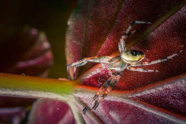 Closeup Tiro Aranha Tropical Natureza Selvagem — Fotografia de Stock