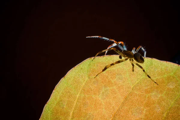 Closeup Lövés Trópusi Pók Vadon Élő Természet — Stock Fotó