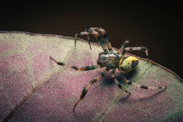 Vahşi doğada tropikal örümceğin yakın çekim çekimi 