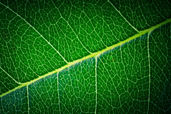 Closeup Tropického Listového Vzorku Květinové Pozadí — Stock fotografie