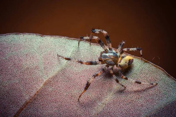 Крупним Планом Знімок Тропічного Павука Дикій Природі — стокове фото