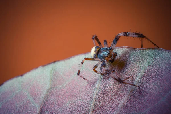 Närbild Skott Tropiska Spindel Wild Nature — Stockfoto