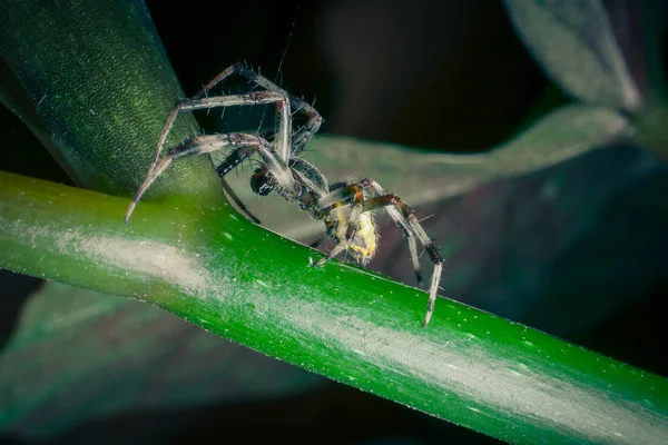 Gros Plan Araignée Tropicale Nature Sauvage — Photo