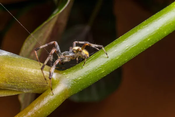 Primer Plano Araña Tropical Naturaleza Salvaje — Foto de Stock