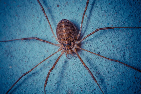 Närbild Skott Tropiska Spindel Wild Nature — Stockfoto