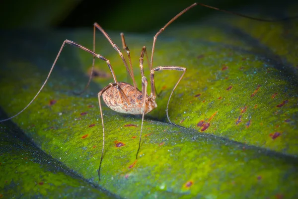 Närbild Skott Tropiska Spindel Wild Nature — Stockfoto