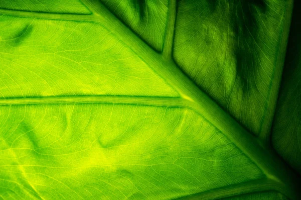 Closeup of tropical leaf pattern, floral background