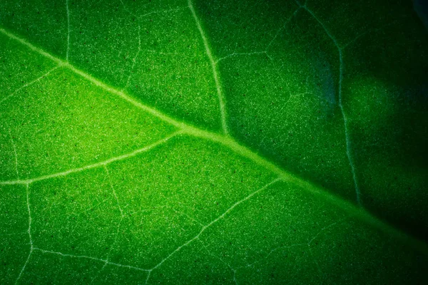 Primo Piano Del Modello Foglia Tropicale Sfondo Floreale — Foto Stock