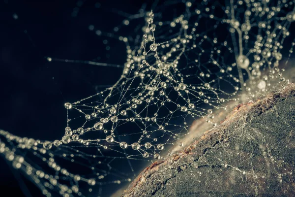 Primer Plano Telaraña Con Gotas Agua —  Fotos de Stock