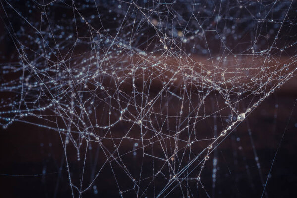 Крупный план паутины с капельками воды
 
