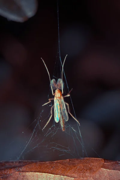 Closeup Bug Wild Nature — Stock Photo, Image