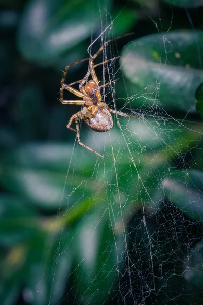 Sraženiny Tropického Pavouka Přírodě — Stock fotografie