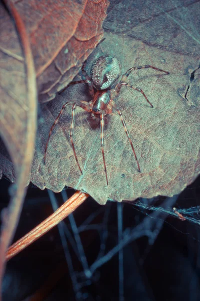 Gros Plan Araignée Tropicale Nature Sauvage — Photo