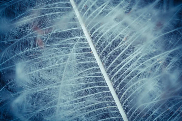 Primer Plano Del Patrón Plumas Aves Fondo Abstracto — Foto de Stock