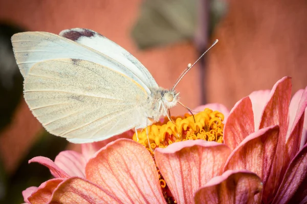 Nahaufnahme Von Schmetterlingen Der Wilden Natur — Stockfoto