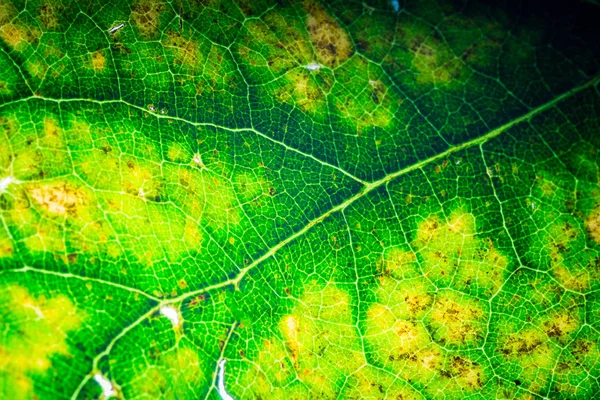 Крупный План Тропических Листьев Цветочный Фон — стоковое фото