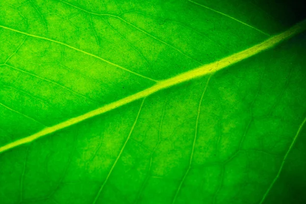 熱帯の葉のパターン 花の背景のクローズアップ — ストック写真