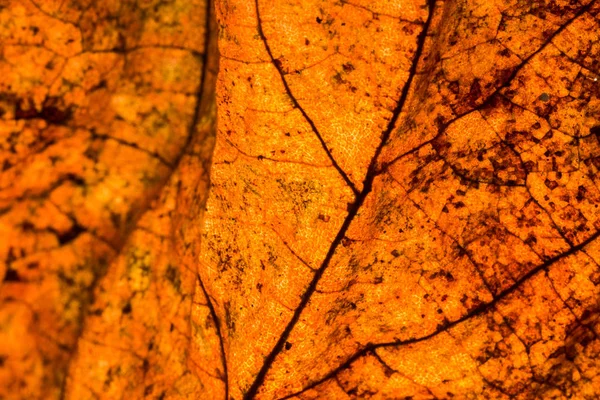 Gros Plan Motif Des Feuilles Tropicales Fond Floral — Photo