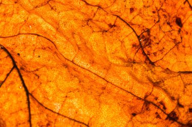 Tropikal yaprak deseninin yakın çekim, çiçek arka plan 