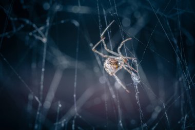 Vahşi doğada tropikal örümceğin yakın çekim çekimi 
