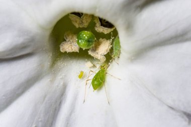 Vahşi doğada böceğe yakın çekim 