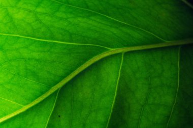 Tropikal yaprak deseninin yakın çekim, çiçek arka plan 