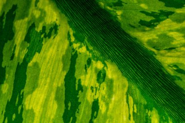 Tropikal yaprak deseninin yakın çekim, çiçek arka plan 