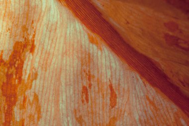 Tropikal yaprak deseninin yakın çekim, çiçek arka plan 