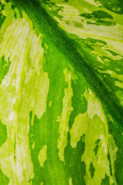 Tropikal yaprak deseninin yakın çekim, çiçek arka plan 