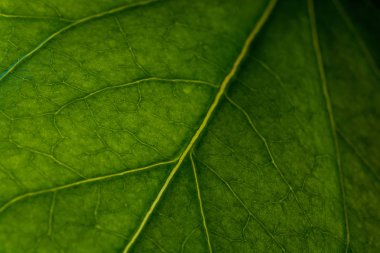 Tropikal yaprak deseninin yakın çekim, çiçek arka plan 