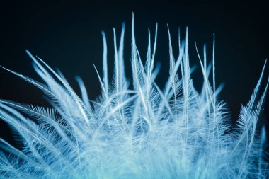 Kuş tüyü deseni yakın çekim, soyut arka plan