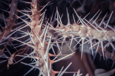 Dikenli dallar, yakın plan