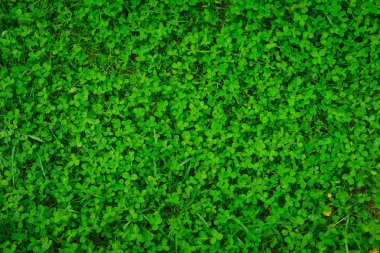 Green clover pattern, natural background 