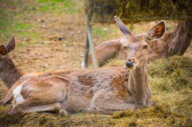 Geyik ailesi gündüz vakti vahşi doğada 