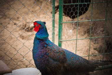 Hayvanat bahçesindeki sevimli kuşun yakın çekimi.