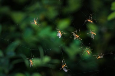 Örümcek ağındaki böceklere yaklaş 