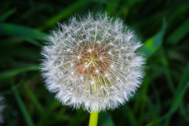 Çiçek açan karahindiba çiçeğinin kapanışı 