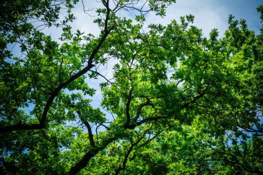Gündüz vakti parkta yeşil ağaçlar 