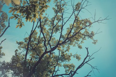 Gündüz vakti parkta yeşil ağaçlar 